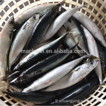 Seafrozen Mackerel Scomber Japonicus Mackerel Fish en stock